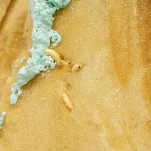 Rotten dreams and golden plates7